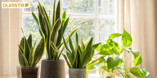 Plant Divination Insights